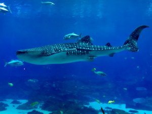 Georgia Aquarium Diving with Whale Sharks & Shark Cage Dive