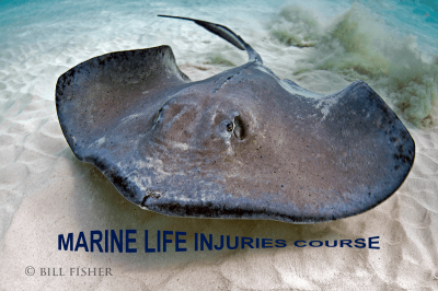 PADI Marine Life Injuries Course - VIRTUAL CLASS