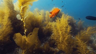 Underwater Naturalist Course