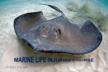 Marine Life Injuries Course - VIRTUAL CLASS