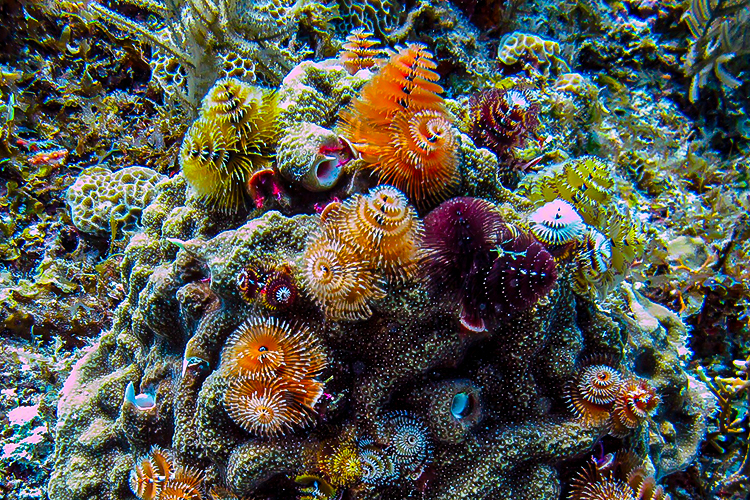 Christmas tree worm Florida Keys rainbow reef