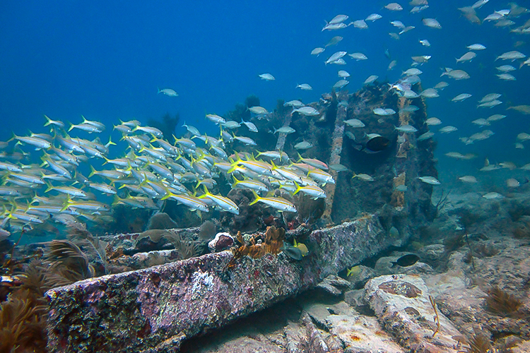 schooling fish shipwreck florida keys rainbow reef